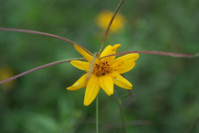 Close-up of yellow flower