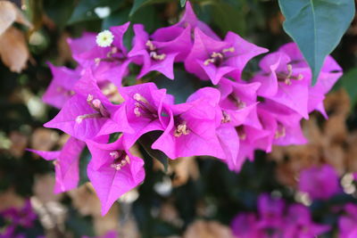 Close-up of pink bougainvillea purple flowers