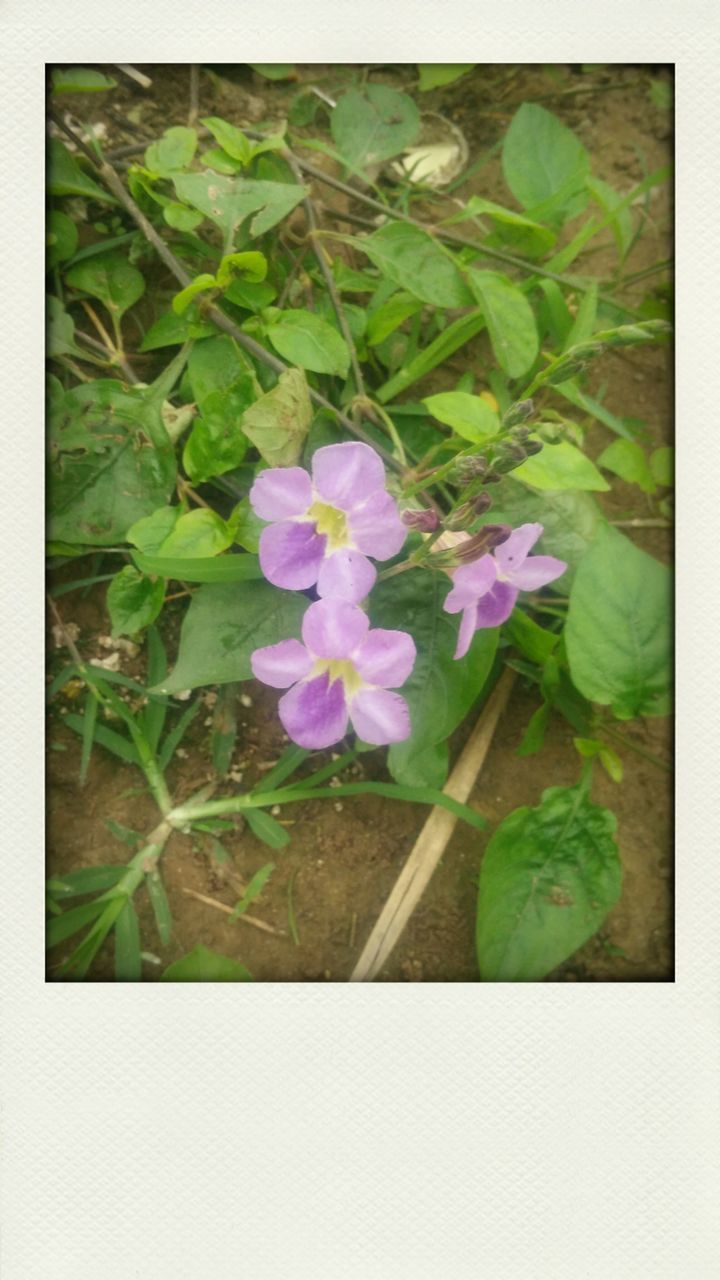 flower, growth, leaf, freshness, transfer print, plant, fragility, green color, beauty in nature, petal, nature, auto post production filter, close-up, purple, flower head, high angle view, blooming, stem, green, botany