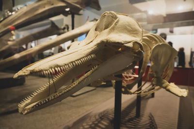 Close-up of whale skeleton 