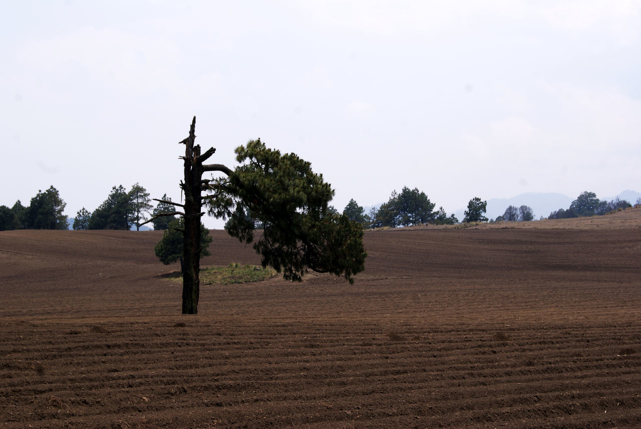 tree, growth, nature, no people, outdoors, sky, landscape, day