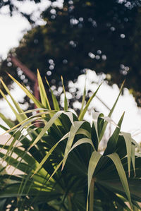 Close-up of plants