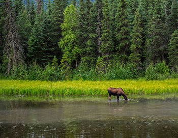 Horse in a forest