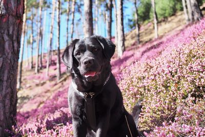 Black dog looking at camera