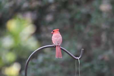 Close-up of bird perching on a tree