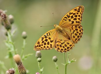 Butterfly perching on plant