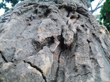 Low angle view of tree trunk