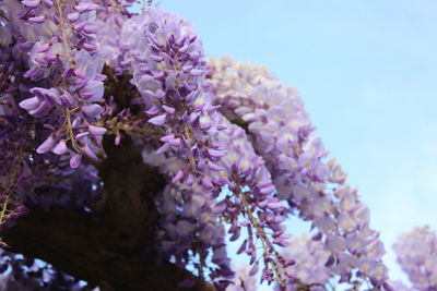 Low angle view of pink flowering plant against sky