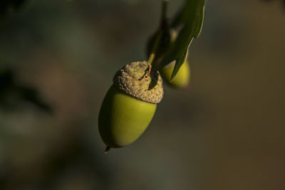Close-up of plant against blurred background