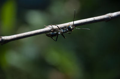 Close-up of insect on twig