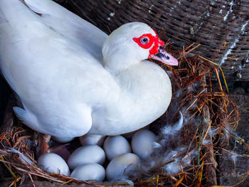 High angle view of bird in nest