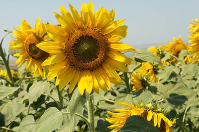 Close-up of sunflower