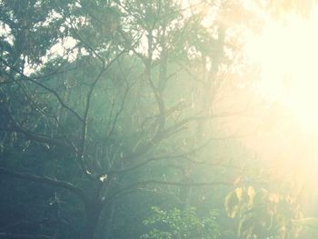 Trees growing in forest