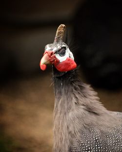 Close-up of a bird