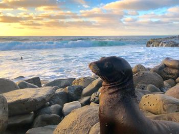 Seal on rocks at beach against sky during sunset