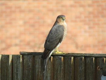 Close-up of bird perching on wooden wall