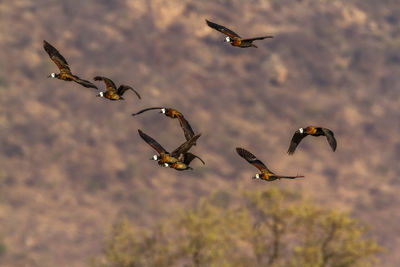 Birds flying in sky