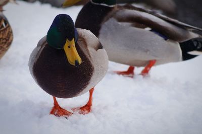 Close-up of mallard ducks on snow