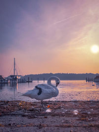 View of swan in sea at sunset