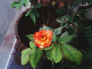 Close-up of rose plant