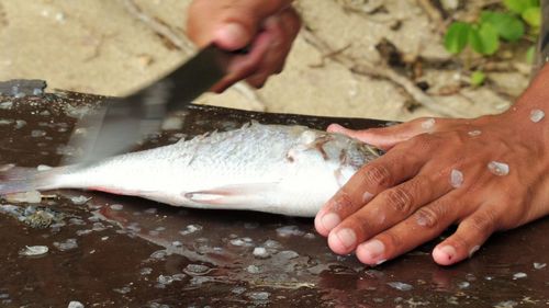 Close-up of man holding fish