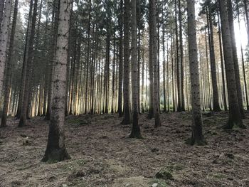 Trees growing in forest