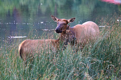 A female elk and calf in the grass surrounded by bugs.