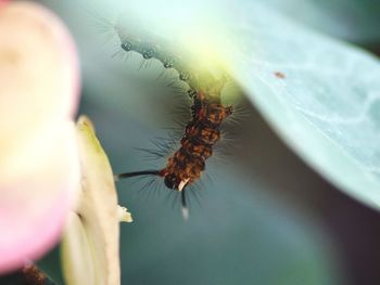 Close-up of insect on flower