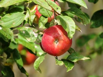 Close-up of apple on tree