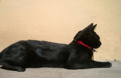 Black dog yawning