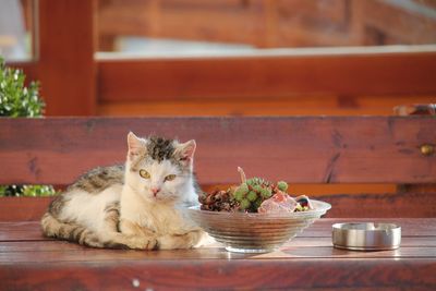 Cat on table