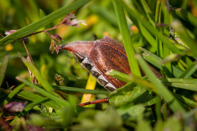 Close-up of insect on plant