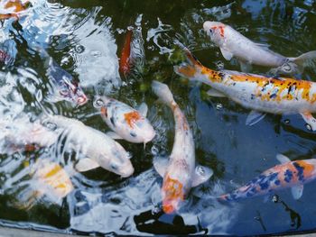 High angle view of koi fish in lake