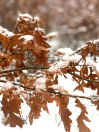 Close-up of frozen leaves on tree during winter