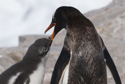 Close-up of penguin