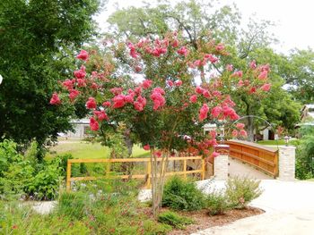 Red flowers growing on tree