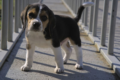pet