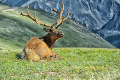 View of deer on field