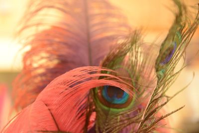 Close-up of peacock feather