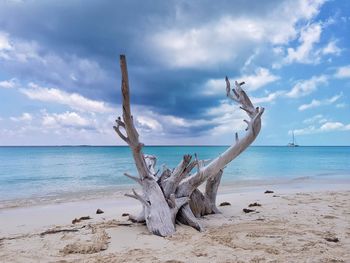 Driftwood on beach against sky