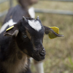 Close-up portrait of a goat