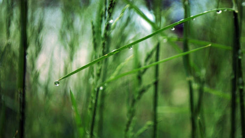 Close-up of wet grass