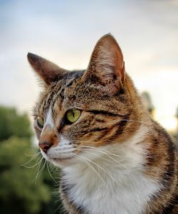 Close-up of a cat looking away