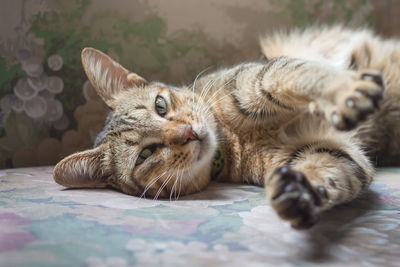 Close-up portrait of cat resting on sofa