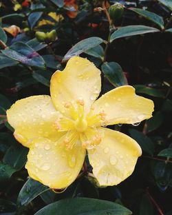 Close-up of water drops on yellow flower