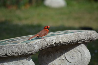 Close-up of bird perching on red water