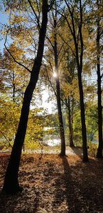 Trees in forest during autumn