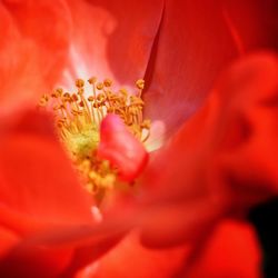 Close-up of red hibiscus blooming outdoors