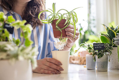 Midsection of woman with flowers on table