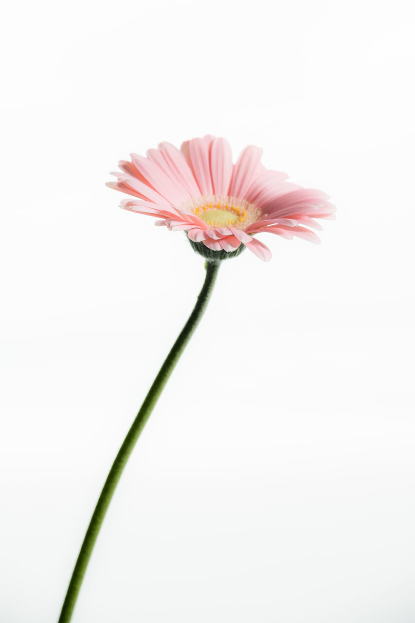 CLOSE-UP OF PINK FLOWER AND WHITE BACKGROUND